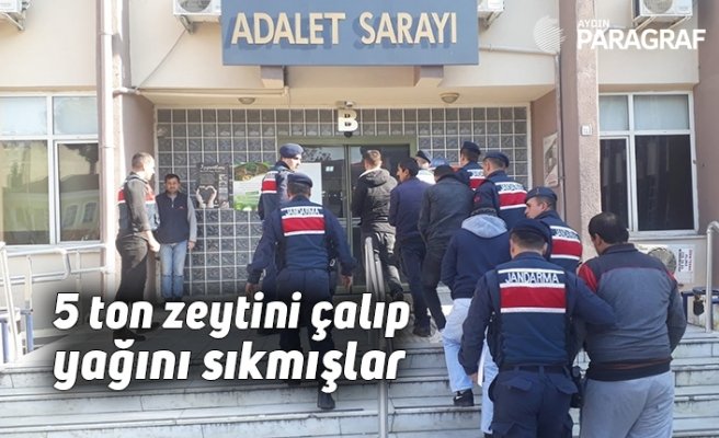 5 ton zeytini çalıp yağını sıkmışlar