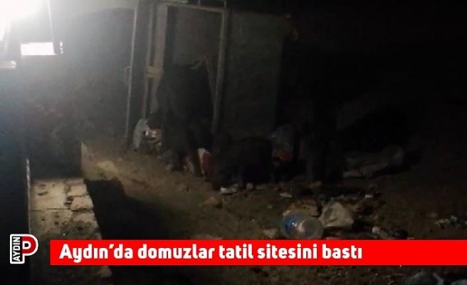 Aydın’da domuzlar tatil sitesini bastı
