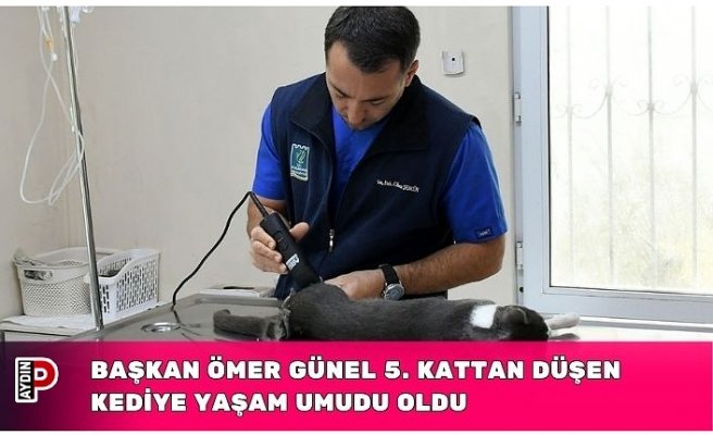 BAŞKAN ÖMER GÜNEL 5. KATTAN DÜŞEN KEDİYE YAŞAM UMUDU OLDU