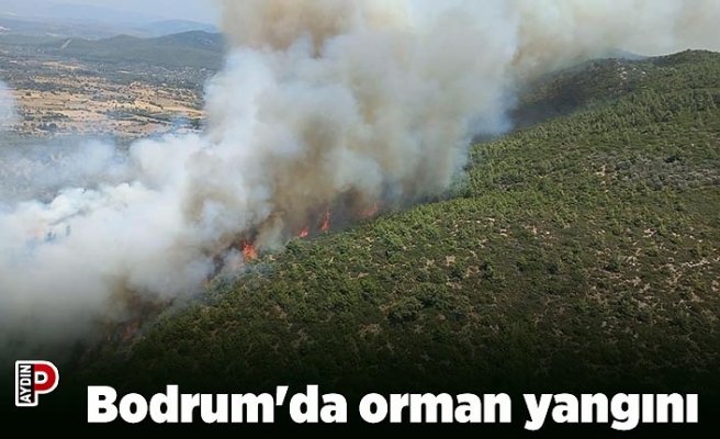 Bodrum'da orman yangını