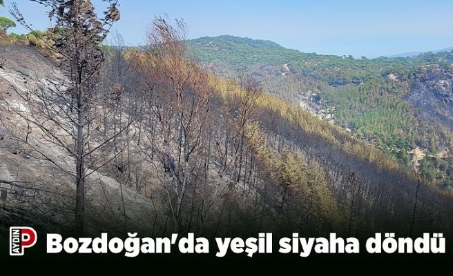 Bozdoğan'da yeşil siyaha döndü