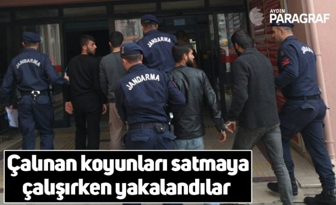 Çalınan koyunları satmaya çalışırken yakalandılar