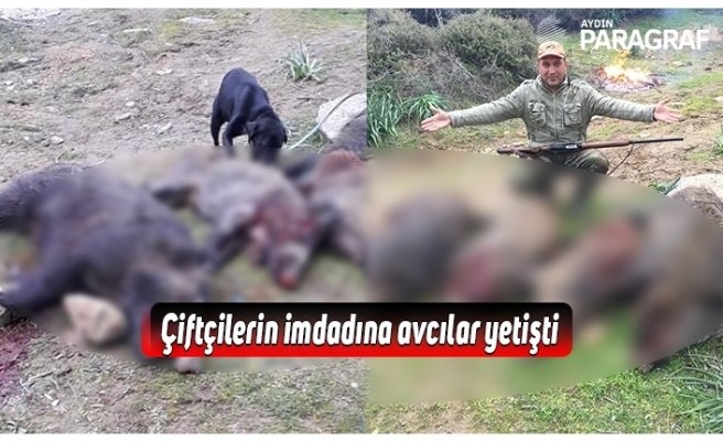 Çiftçilerin imdadına avcılar yetişti
