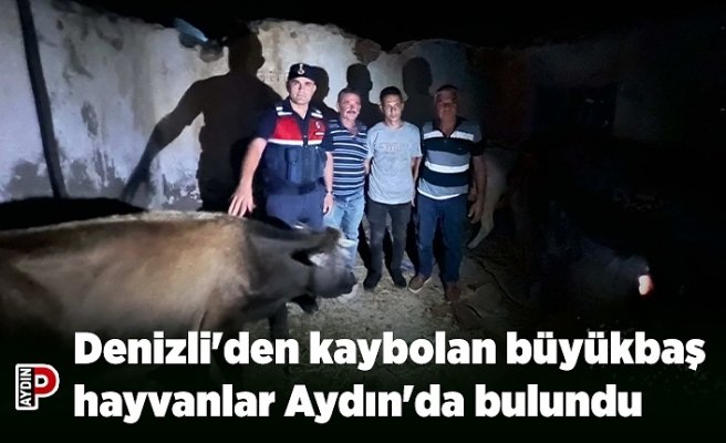 Denizli'den kaybolan büyükbaş hayvanlar Aydın'da bulundu