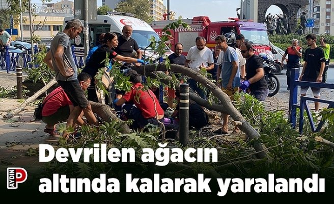 Devrilen ağacın altında kalarak yaralandı
