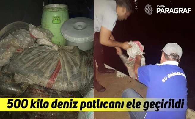 Didim’de 500 kilo deniz patlıcanı ele geçirildi