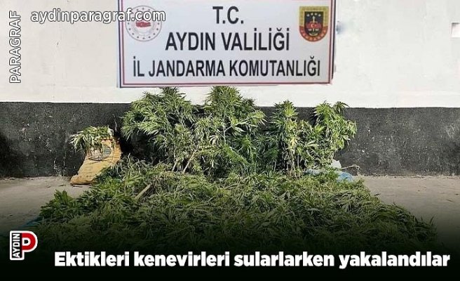 Ektikleri kenevirleri sularlarken yakalandılar
