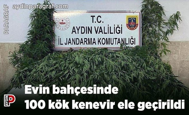 Evin bahçesinde 100 kök kenevir ele geçirildi