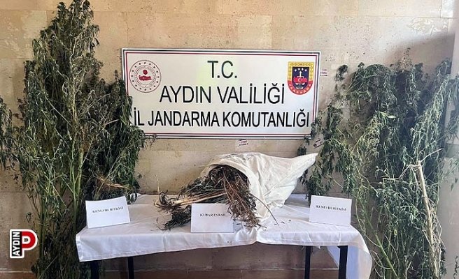 Germencik'te uyuşturucu operasyonu: 1 gözaltı
