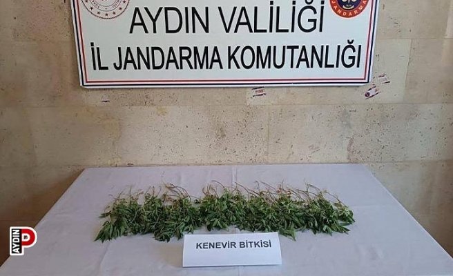 Germencik’te hint keneviri ele geçirildi