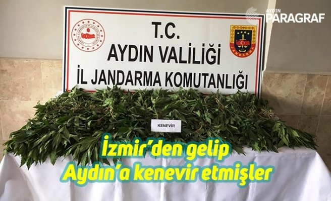 İzmir’den gelip Aydın’a kenevir etmişler
