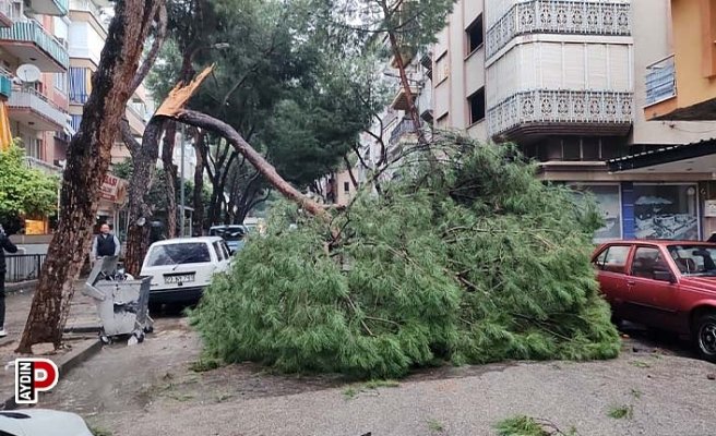 Kopan ağaç dalı seyir halindeki otomobilin üzerine düştü