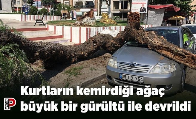 Kurtların kemirdiği ağaç büyük bir gürültü ile devrildi