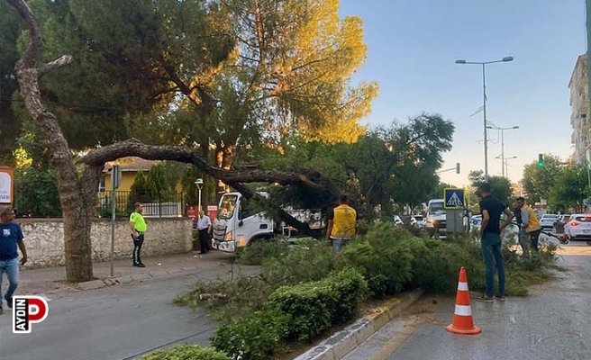 Kuruyan çam ağacı ağırlığa dayanamayarak yol devrildi
