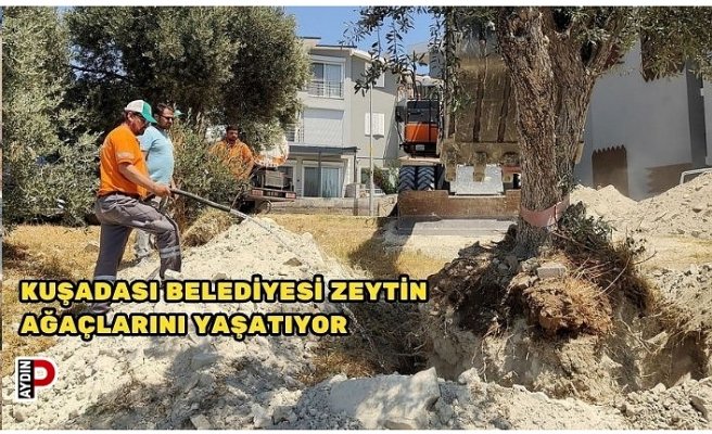 KUŞADASI BELEDİYESİ ZEYTİN AĞAÇLARINI YAŞATIYOR