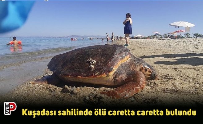 Kuşadası sahilinde ölü caretta caretta bulundu