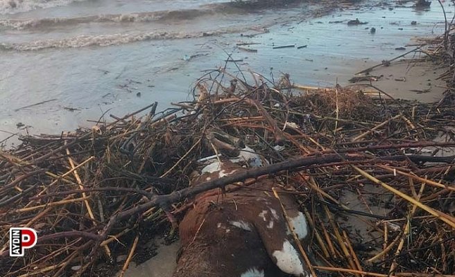 Kuşadası’nda aşırı yağış sonrası bir inek telef oldu