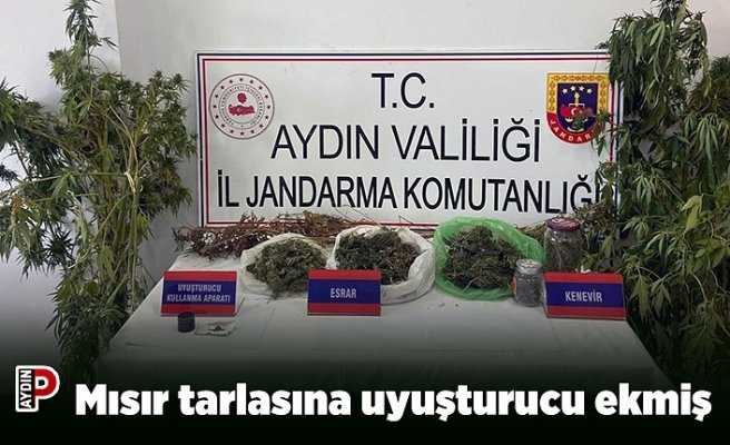 Mısır tarlasına uyuşturucu ekmiş