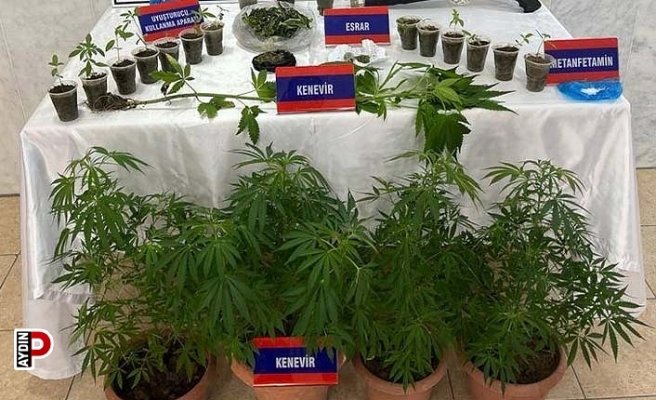 Saksıda 46 kök kenevir ele geçirildi