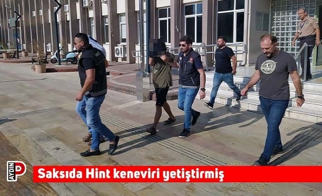 Saksıda Hint keneviri yetiştirmiş