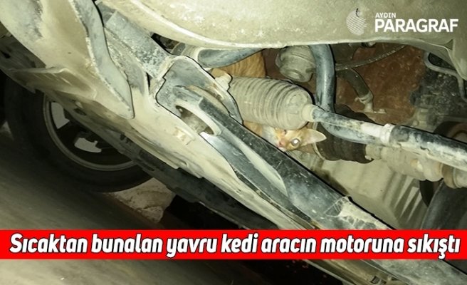 Sıcaktan bunalan yavru kedi aracın motoruna sıkıştı