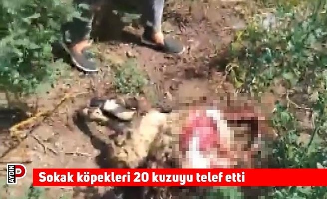 Sokak köpekleri 20 kuzuyu telef etti