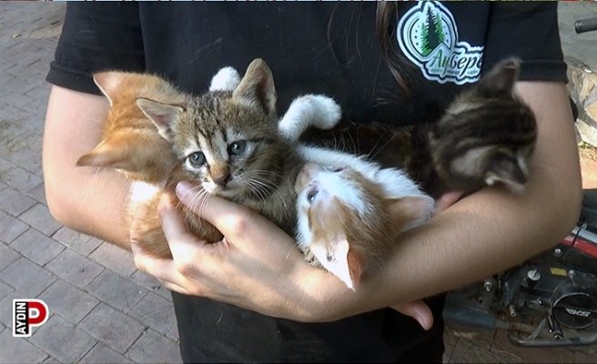 Yeni doğmuş yavru kediler alevlerin arasından kurtarıldı
