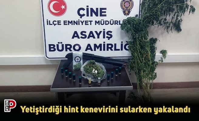 Yetiştirdiği hint kenevirini sularken yakalandı