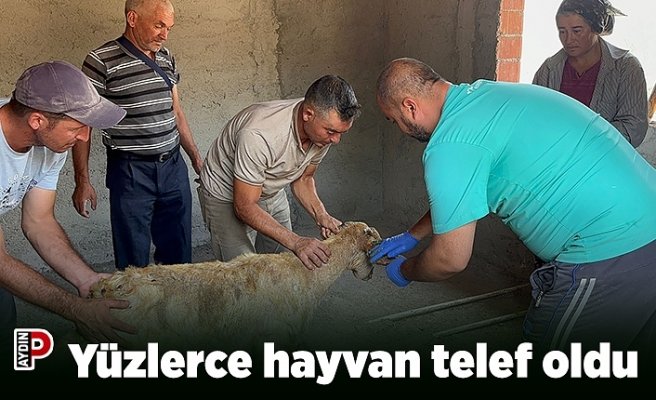 Yüzlerce hayvan telef oldu