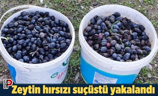 Zeytin hırsızı suçüstü yakalandı