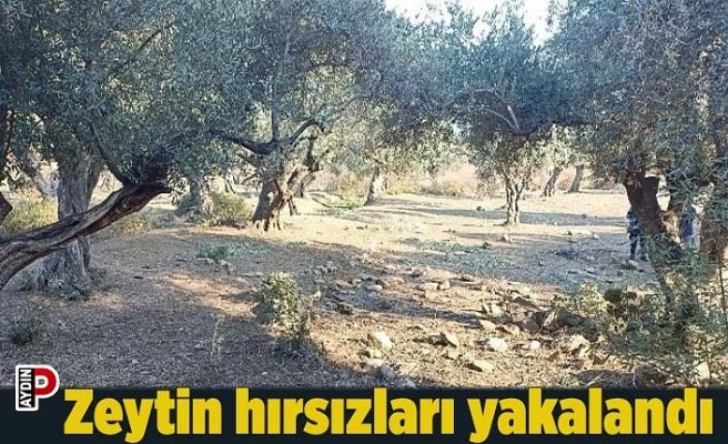 Zeytin hırsızları yakalandı