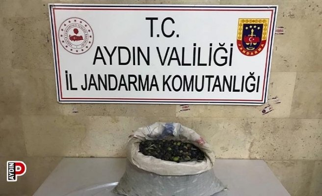 Zeytin hırsızları suçüstü yakalandı